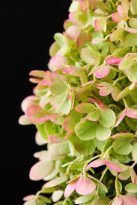 Obraz Hydrangea